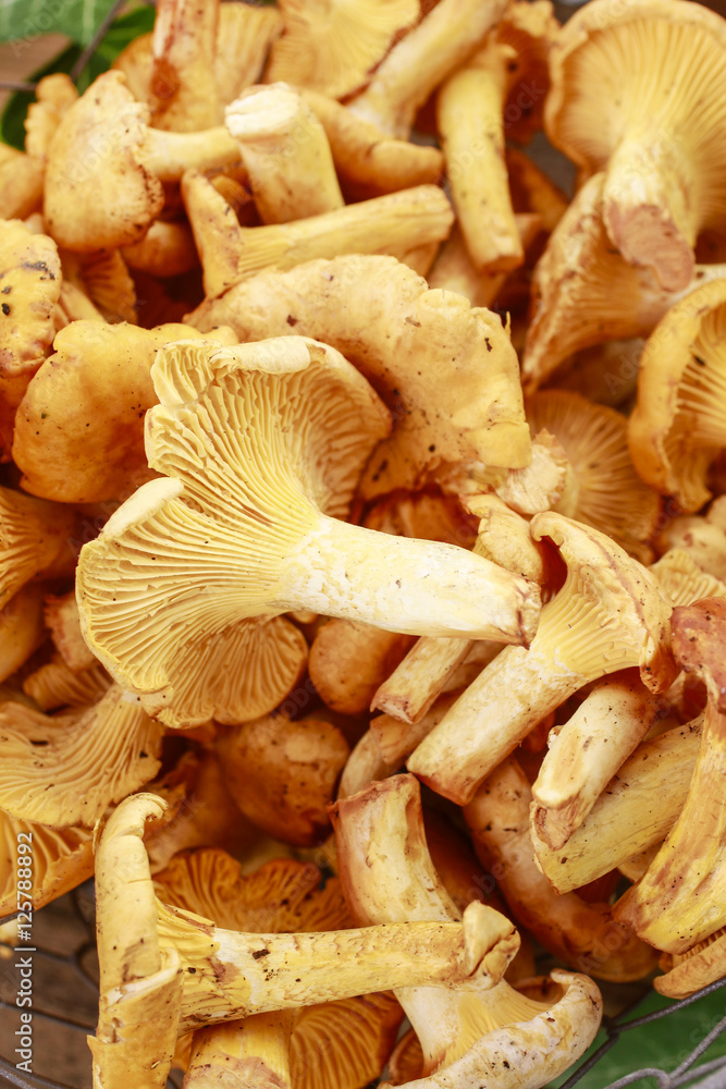 Cantharellus cibarius, commonly known as the chanterelle, golden Cantharellus cibarius, commonly known as the chanterelle, golden