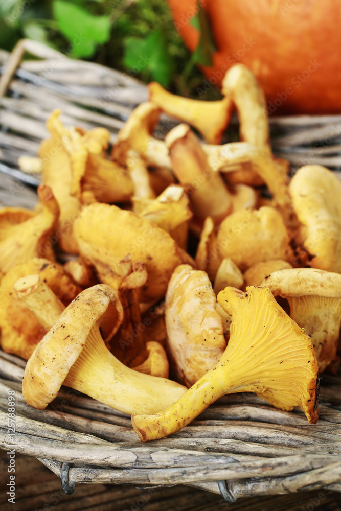 Cantharellus cibarius, commonly known as the chanterelle, golden Cantharellus cibarius, commonly known as the chanterelle, golden