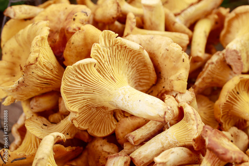 Cantharellus cibarius, commonly known as the chanterelle, golden