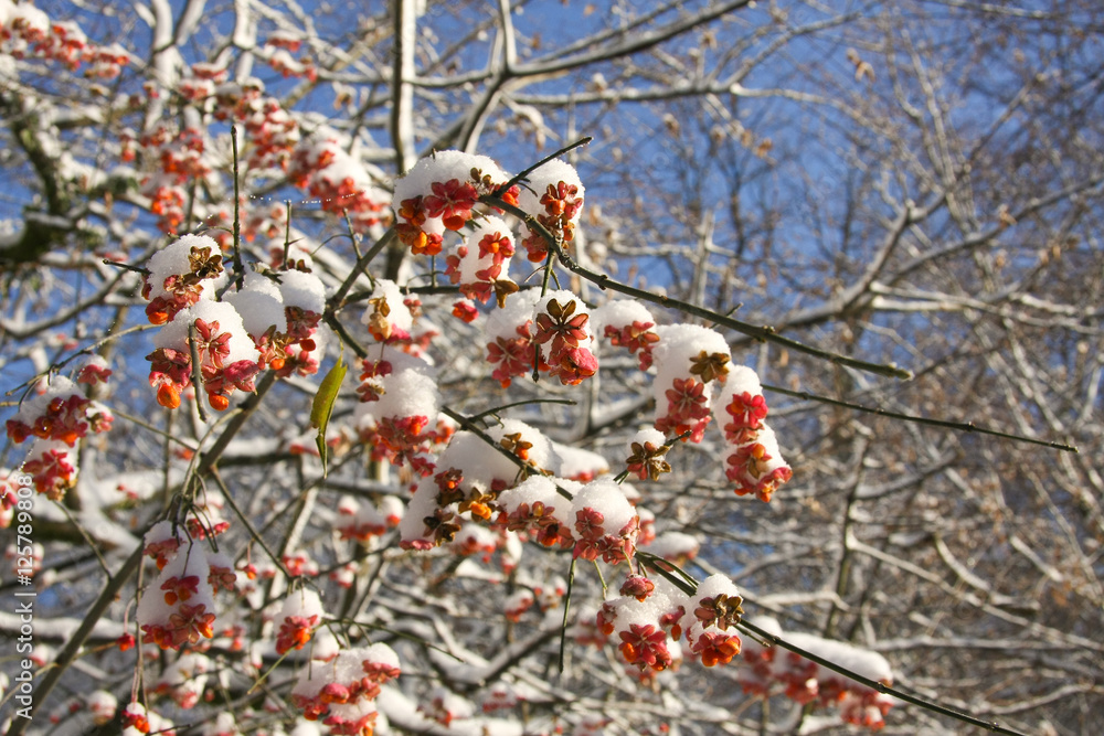 Pfaffenhütchen im Winter