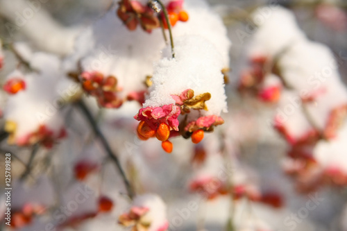 Pfaffenhütchen im Winter