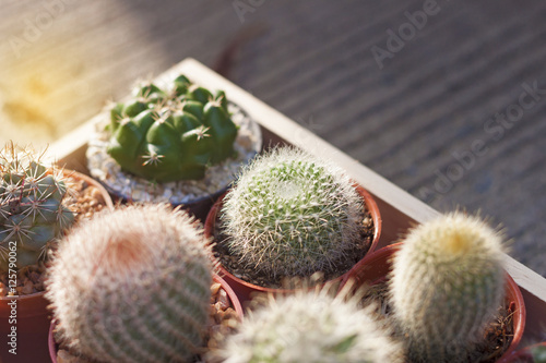 Natural Cactus plant in wood box on concrete floor, Selective and soft focus.