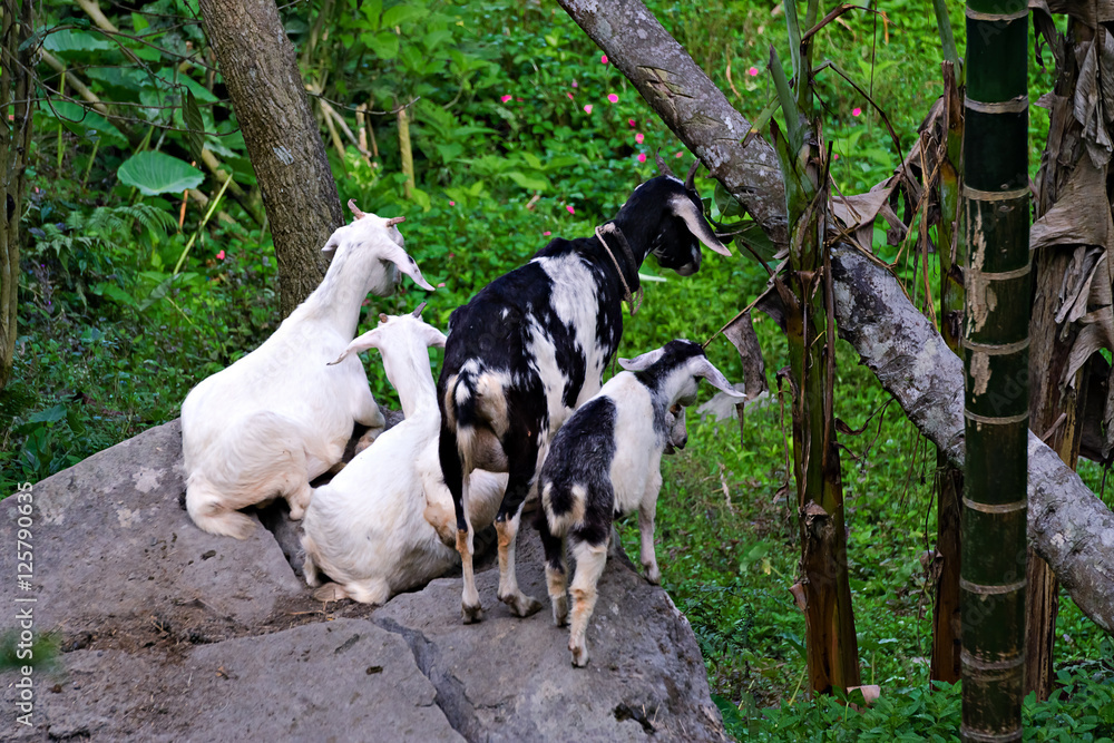 goats in the farm