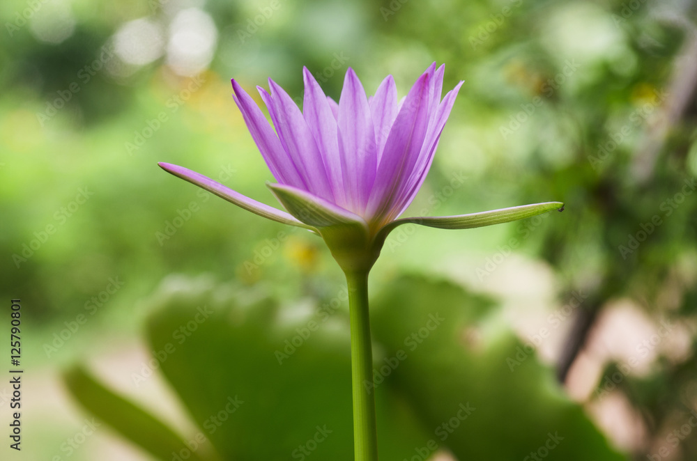 Fototapeta premium lotus