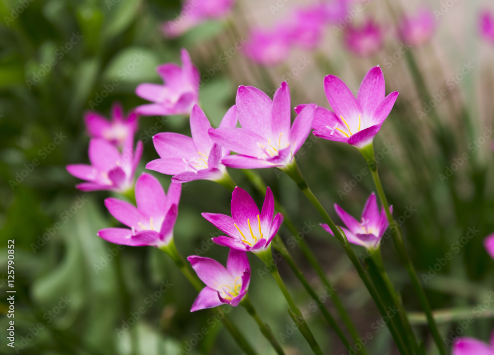 flowers flowers