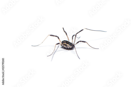 Opiliones spider isolated on the white background.