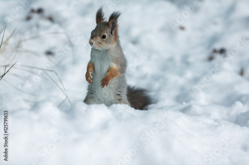 squirrel on snow © Valerii