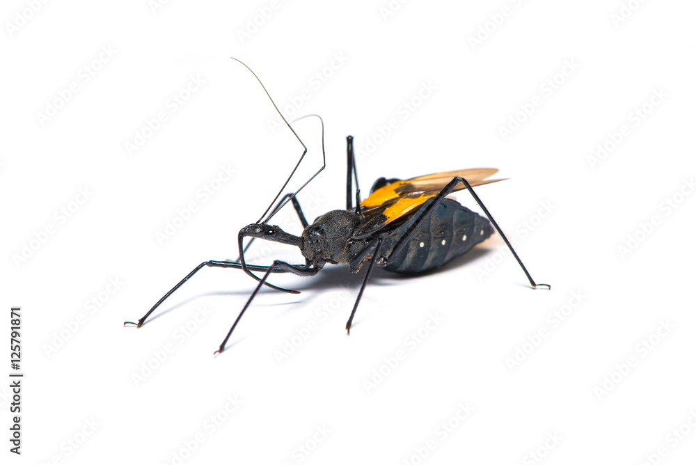 Genus sycanus bug Genus sycanus bug