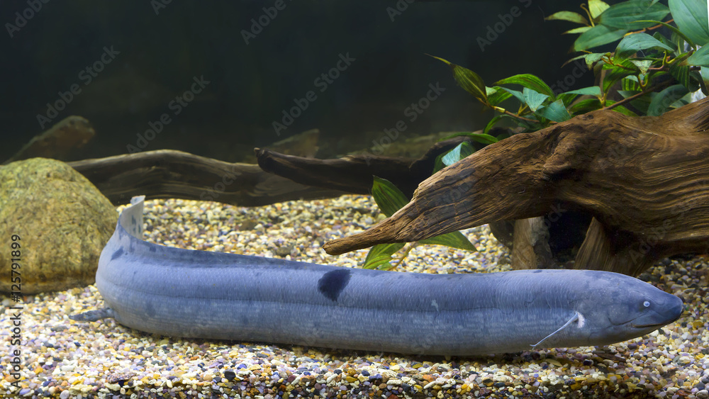 Fototapeta premium Американский чешуйтачник (south american lungfish)