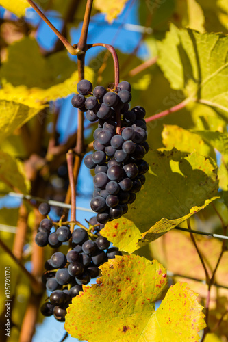 Herbstliche Weinberge