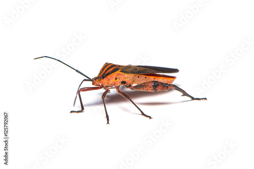 Leaf-footed bug on the white background. © phichak