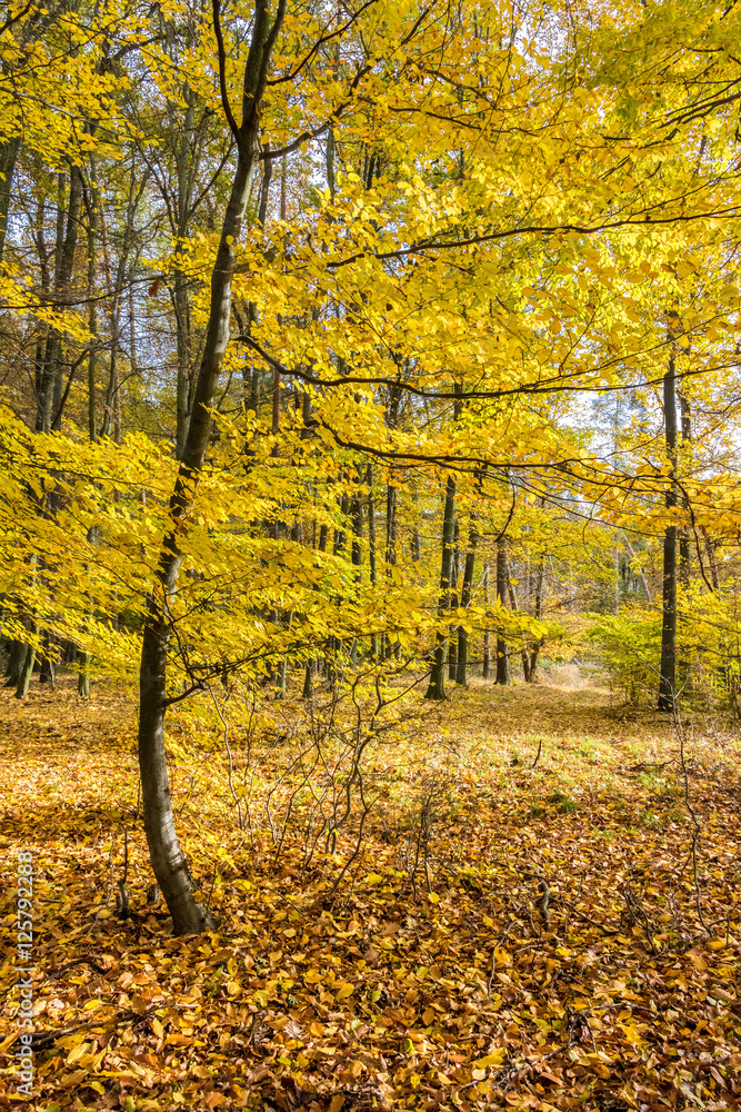 Amazing golden autumn in beech forest