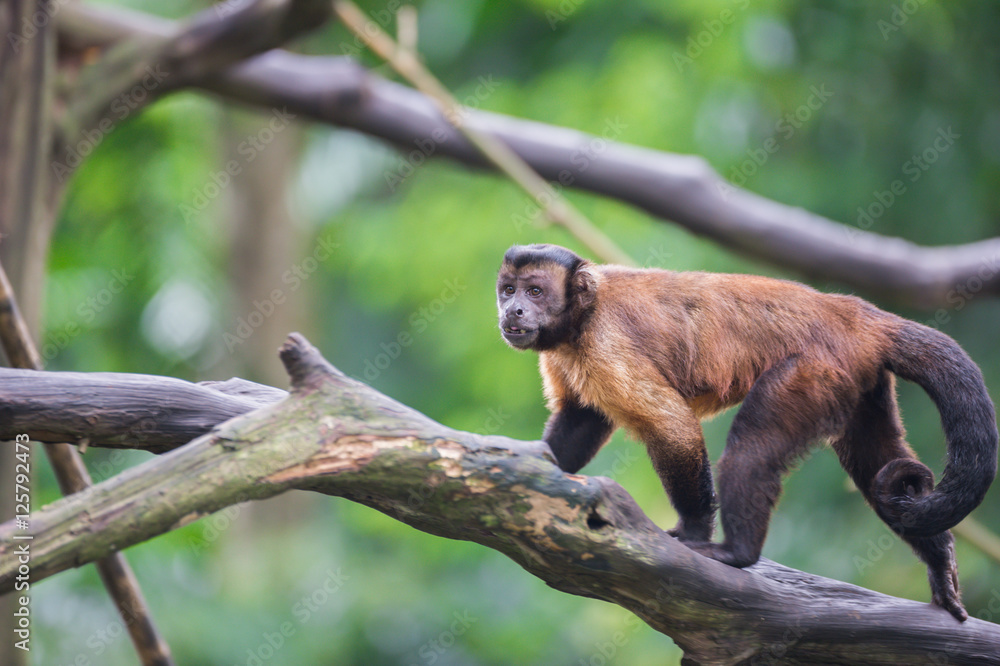 Golden-bellied capuchin Capuchin goes on a log in the Singapore Golden-bellied capuchin Capuchin goes on a log in the Singapore