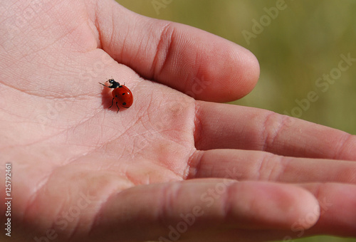 Ladybug on a hand