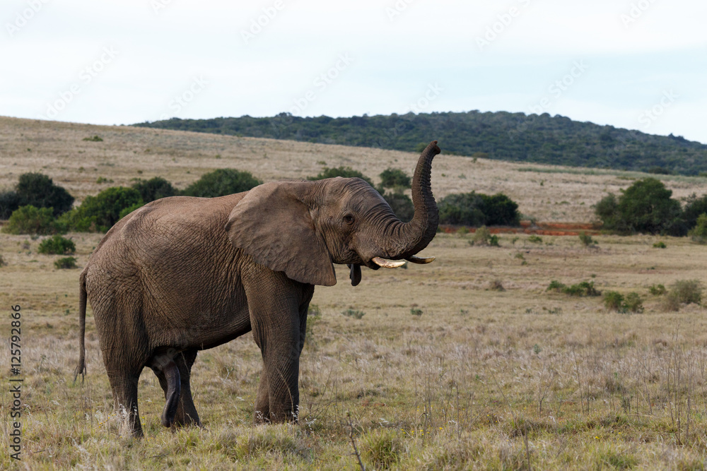 Fototapeta premium Bush Elephant with his trunk up in the air