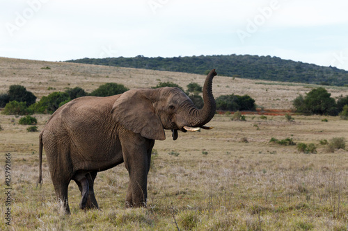 Bush Elephant with his trunk up in the air © charissalotter