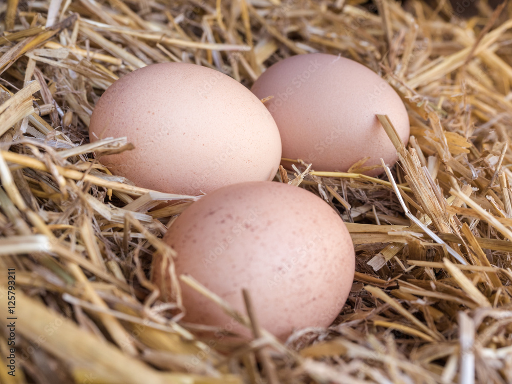 Close-up brown chicken eggs on a bed of straw