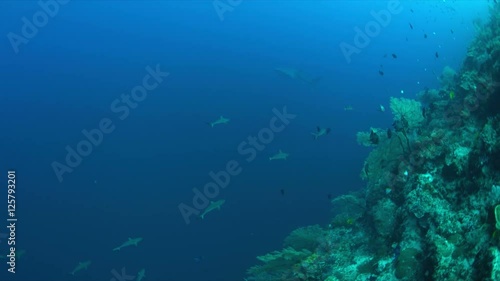 Wallpaper Mural Whale shark swims on the edge of a coral reef. 4k footage Torontodigital.ca