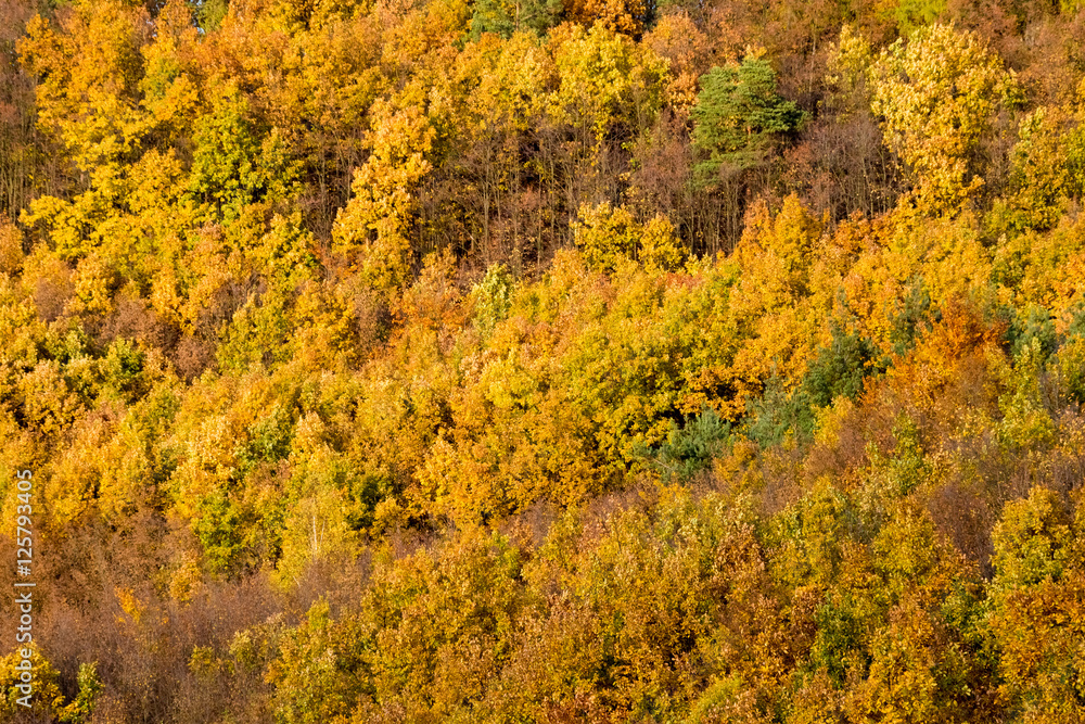 Texture of colorful fall forest with golden leaves