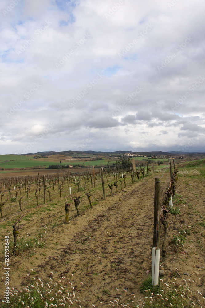 Fototapeta premium Vignoble du Malepère, Razès