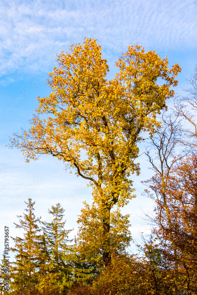 Amazing autumnal landscape with colorful oak tree Amazing autumnal landscape with colorful oak tree