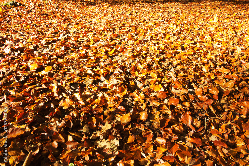Colourful autumn leaves in orange yellow and brown Colourful autumn leaves in orange yellow and brown