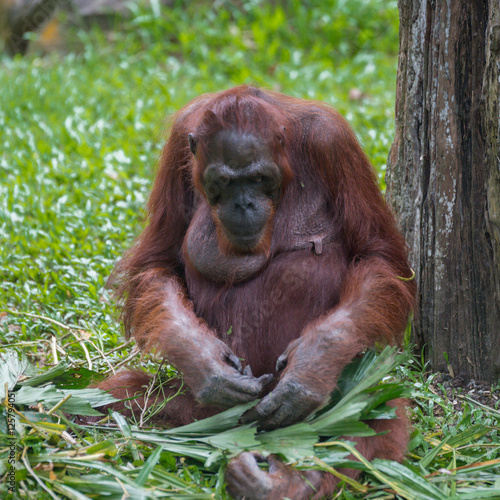 Adult orangutan sitting quietly on the green grass under the tree (Singapore) © alekseev