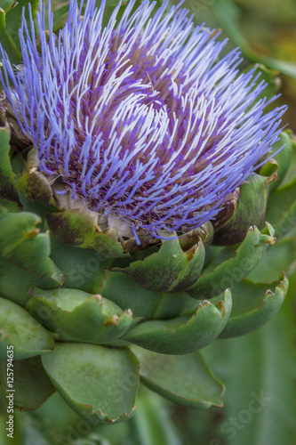Single close up view of an Artichoke flower