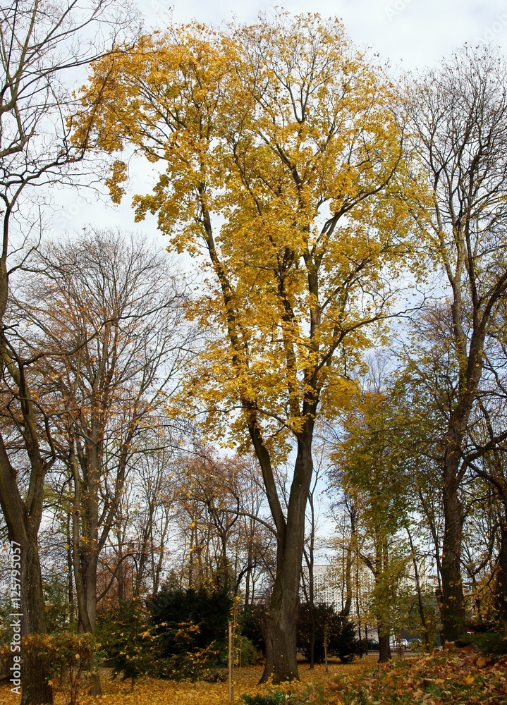 trees in park at autumn