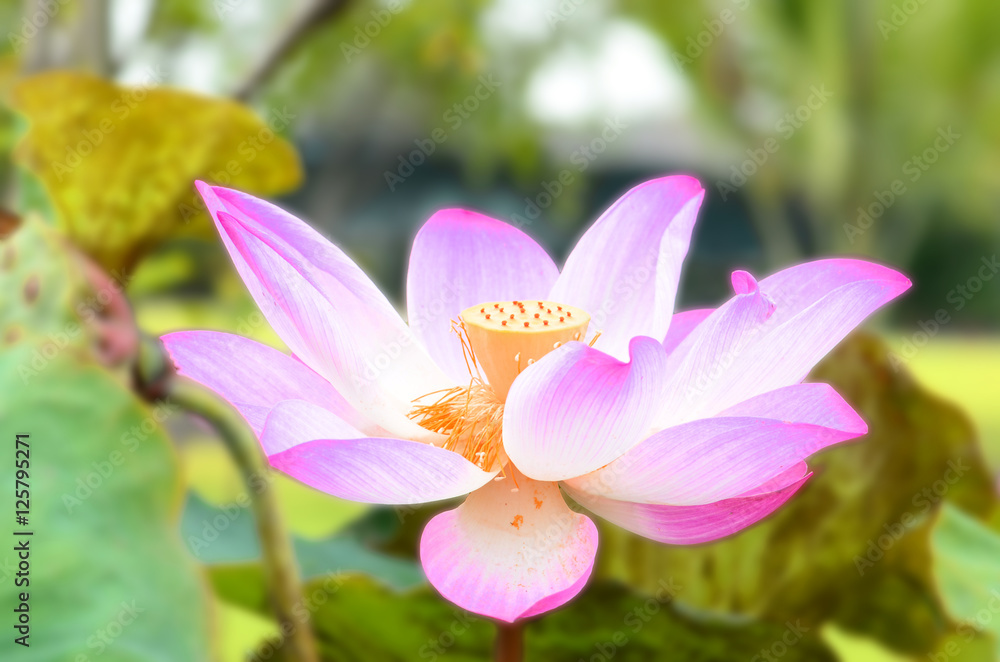 Lotus, wallapersbackground Lotus, wallapersbackground