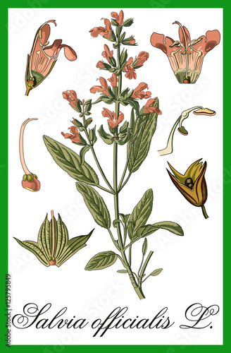 sage herbal