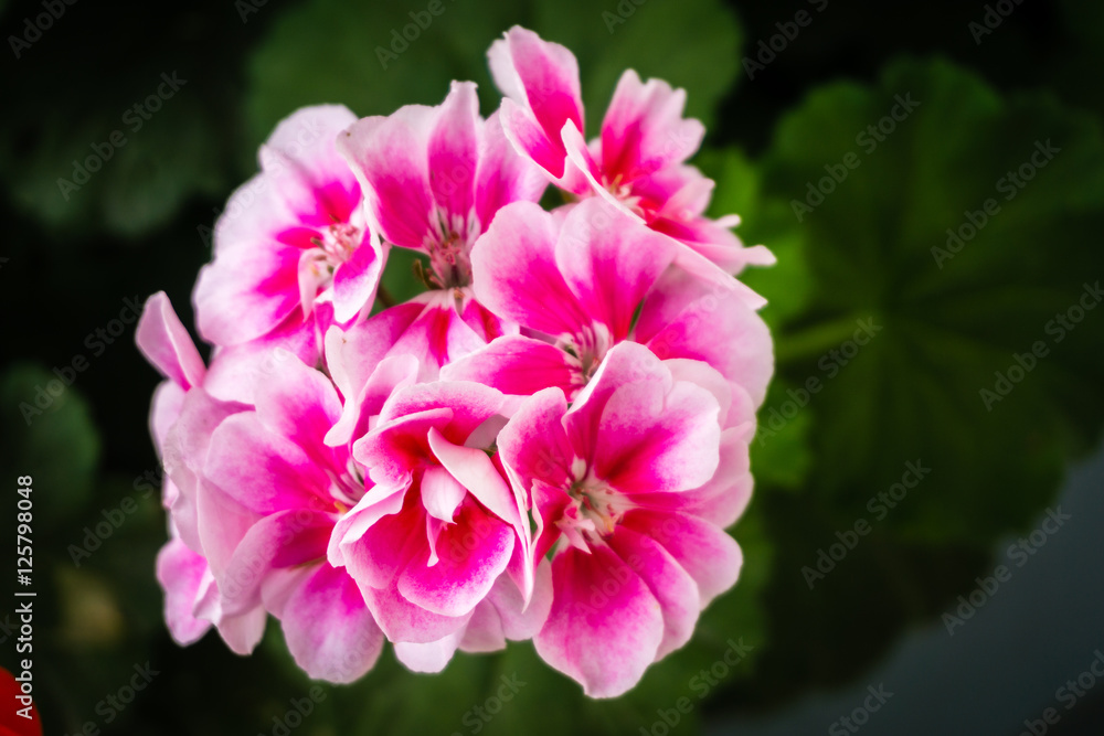 Fototapeta premium Pink petals