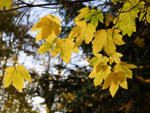 yellow leaves of sycamore maple tree at autumn