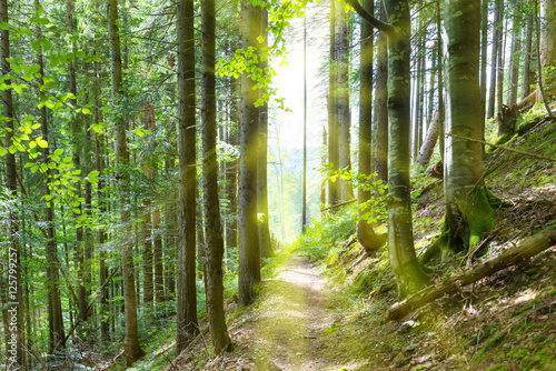 Fototapeta Naklejka Na Ścianę i Meble -  Path through green trees in forest