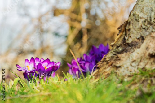 Blooming Spring Flowers  photo