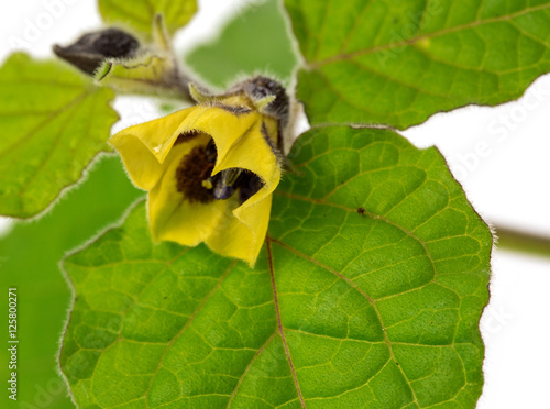  flower physalis photo