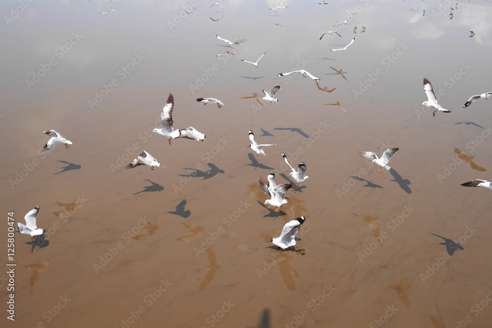 Seagulls flying on river