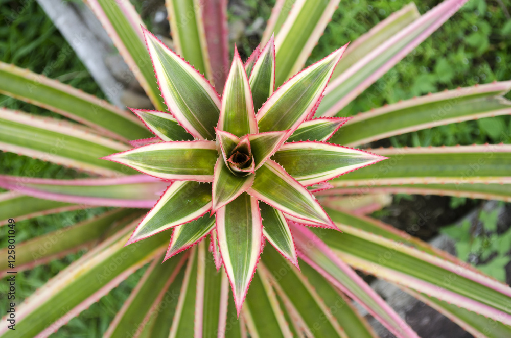 Ananas Ananas