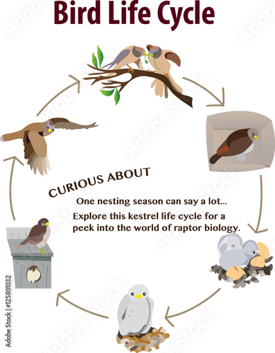 Vector illustration of Bird life cycle