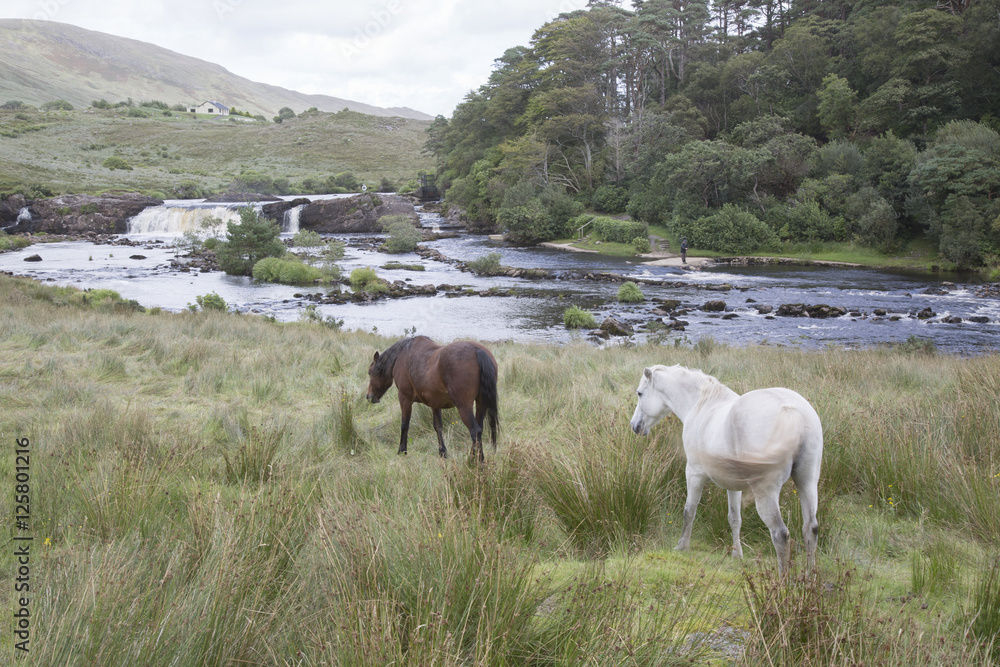 Fototapeta premium Wild Horses at Ashleigh Falls, Leenane; Connemara; Galway