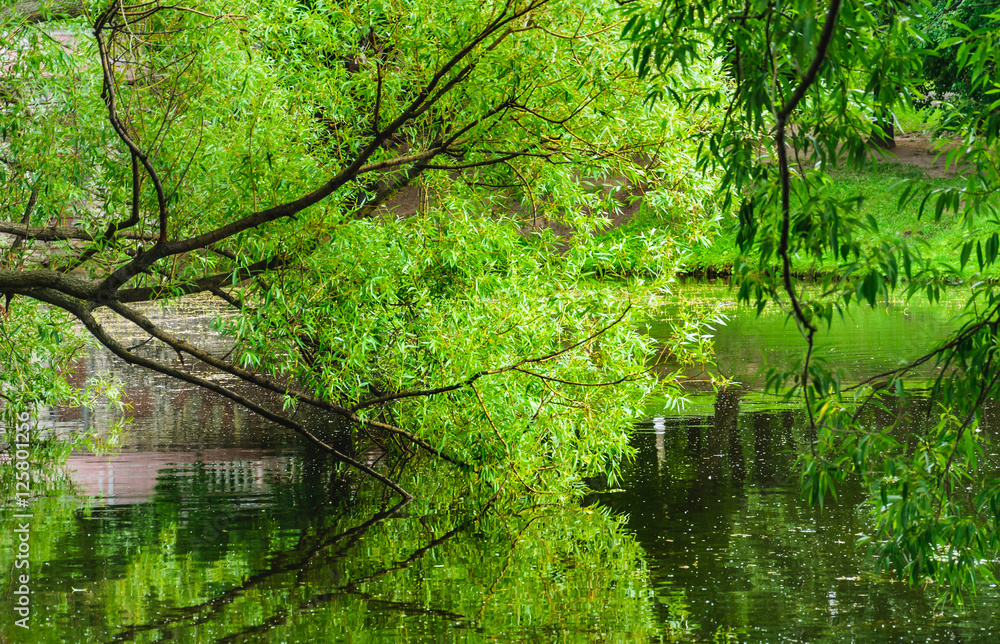 Branch of a willow bent over the water surface of the pond. Summer landscape Branch of a willow bent over the water surface of the pond. Summer landscape