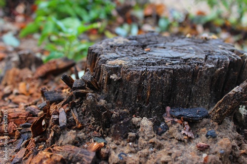 Wet stump