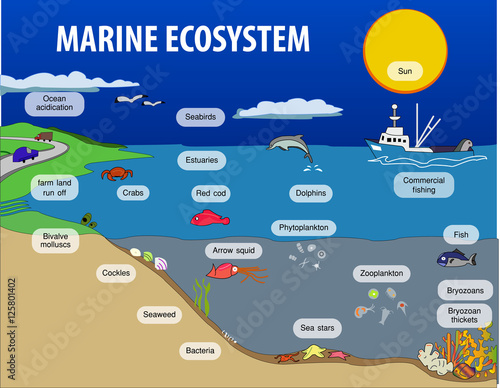 Vector illustration of Marine eosystem