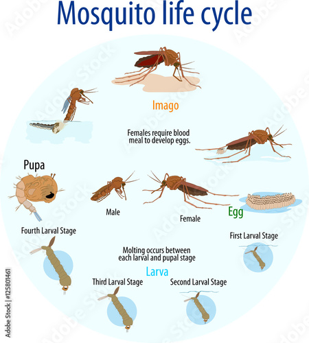 Canvas Print Vector illustration of Mosquito life cycle