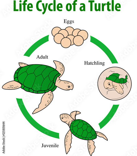 Vector illustration of Turtle life cycle