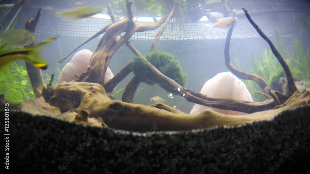 Acquario - Time Lapse Acquario - Time Lapse