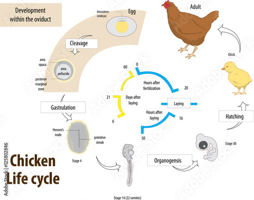 Vector illustration of Chicken life cycle