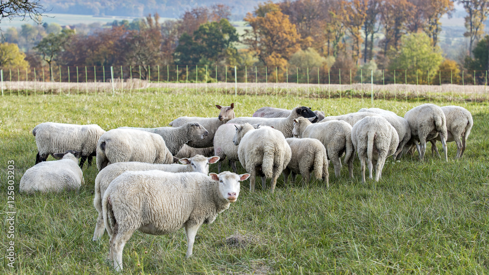Fototapeta premium troupeau de mouton dans le pré en automne