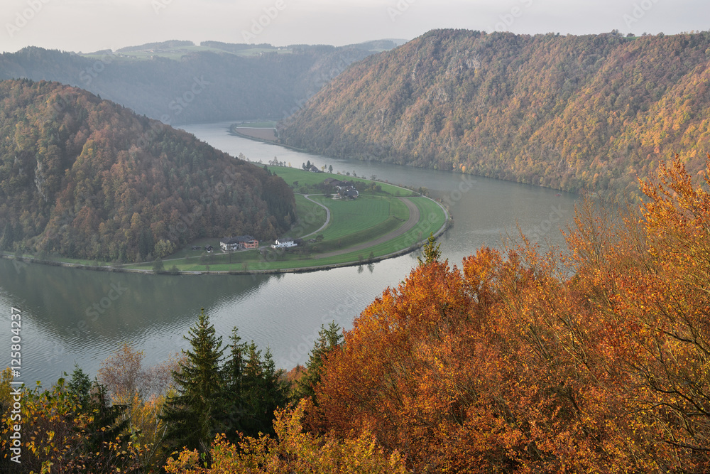 Donauschlinge in Schlögen im Herbst | Haibach 