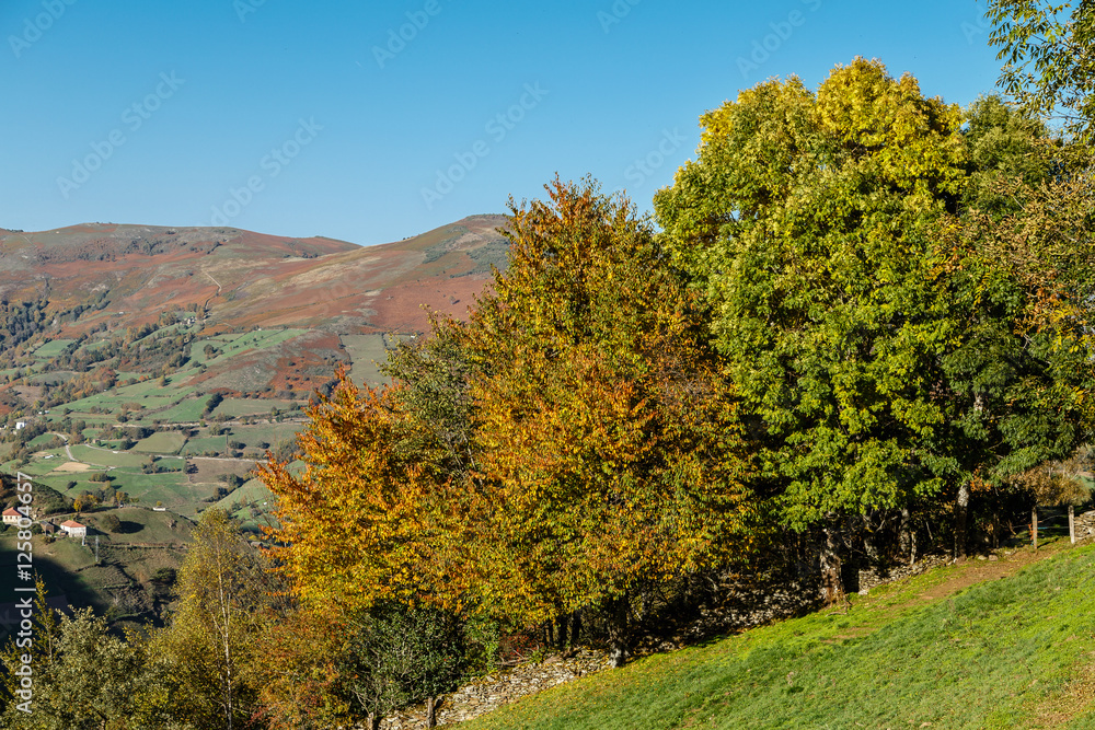Fototapeta premium Autumn scenery in the mountains of Leitariegos, Asturias, Spain